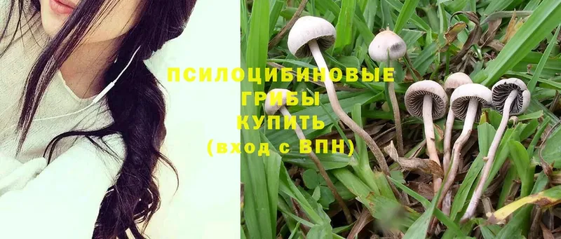 что такое наркотик  Кашира  kraken tor  Псилоцибиновые грибы Magic Shrooms 